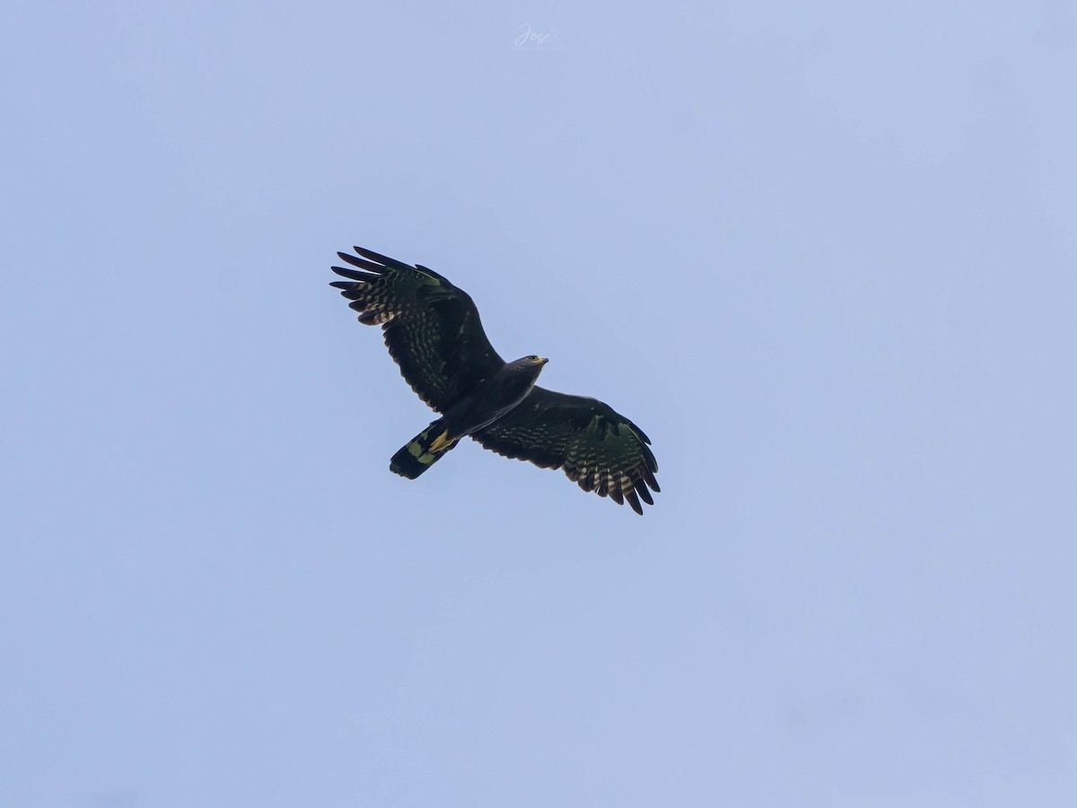 Zone-tailed Hawk - Jose Zuluaga