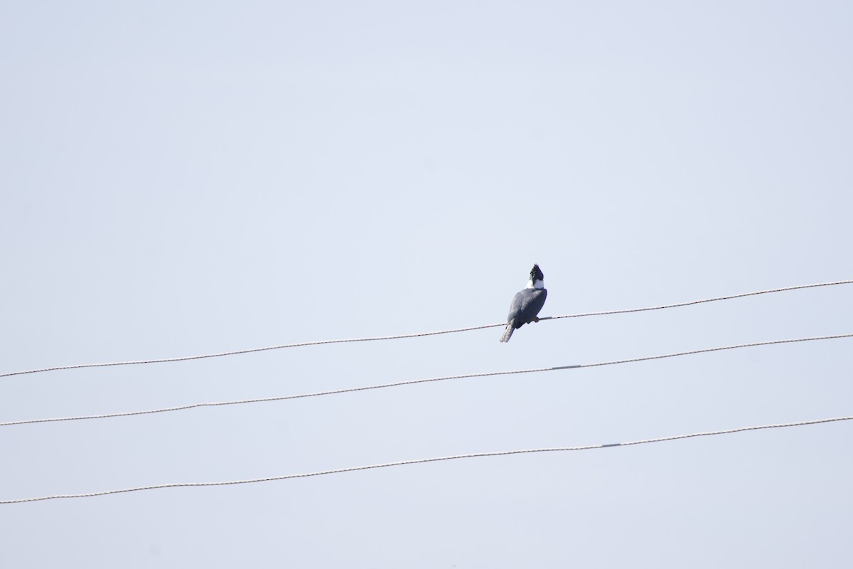 Ringed Kingfisher - allie bluestein