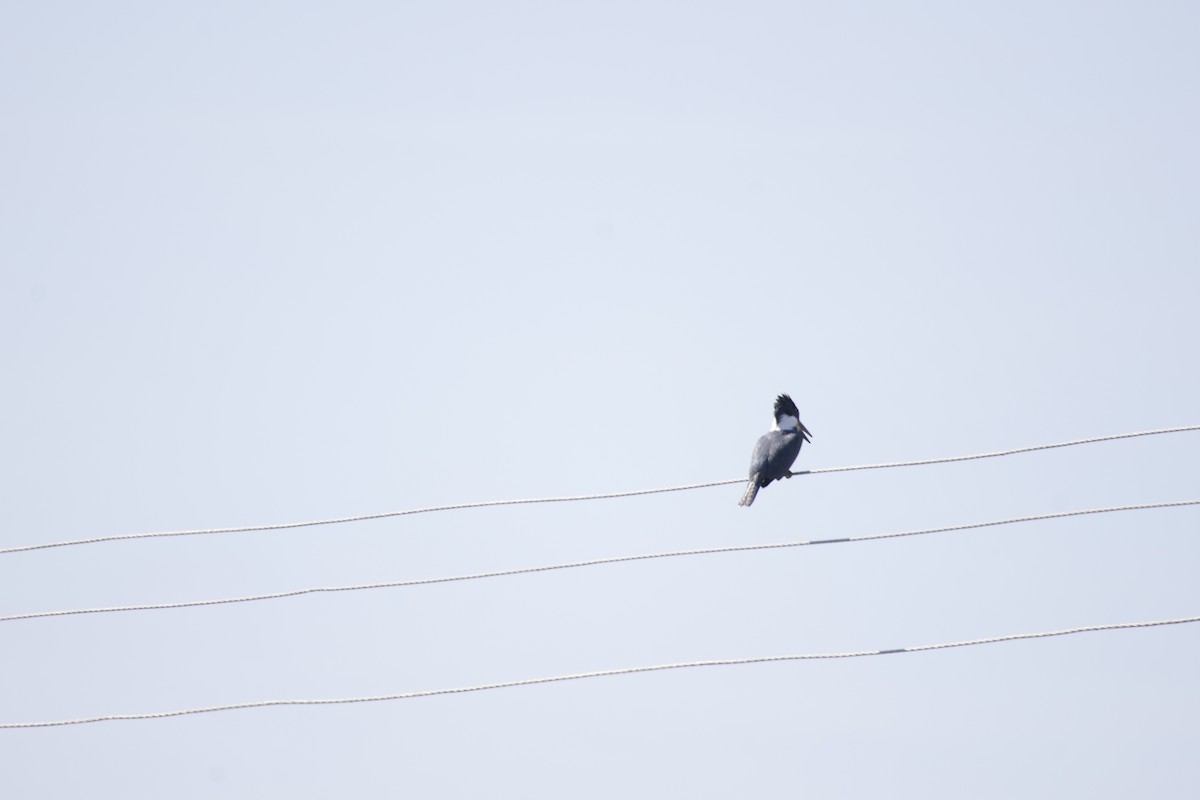 Ringed Kingfisher - allie bluestein