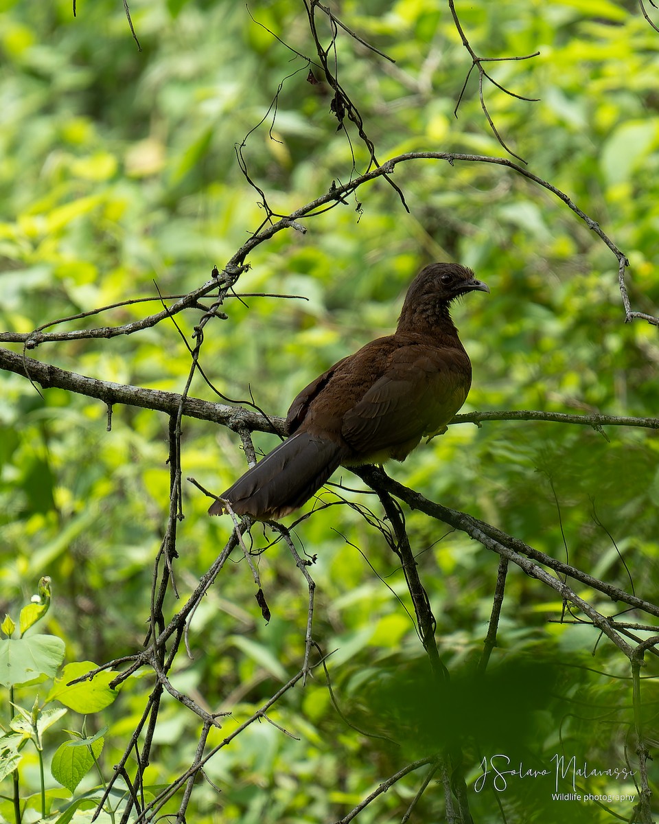 Gray-headed Chachalaca - Javier Solano Malavassi