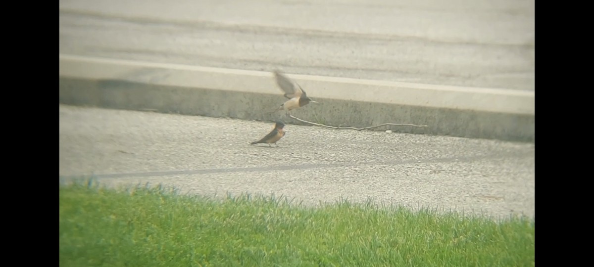 Barn Swallow (American) - Emerson Lisboa