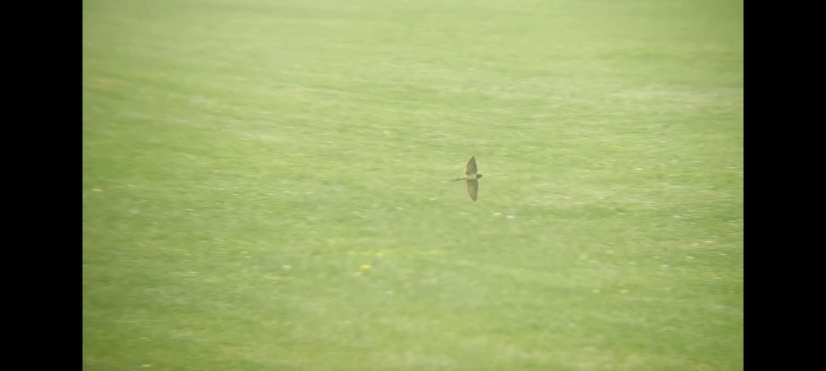 Barn Swallow (American) - Emerson Lisboa