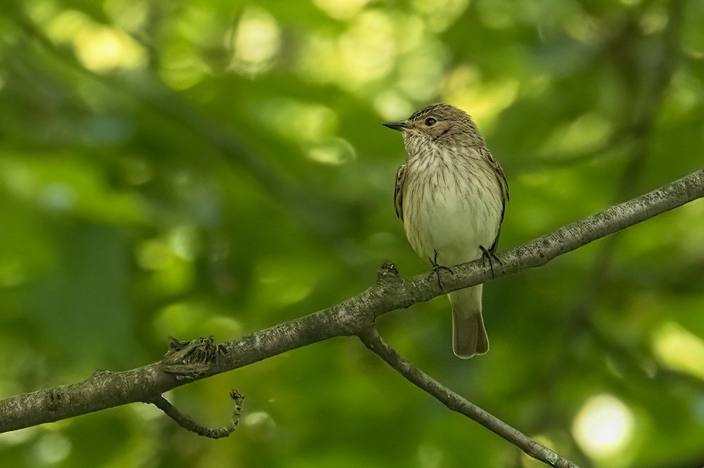 Spotted Flycatcher - A W