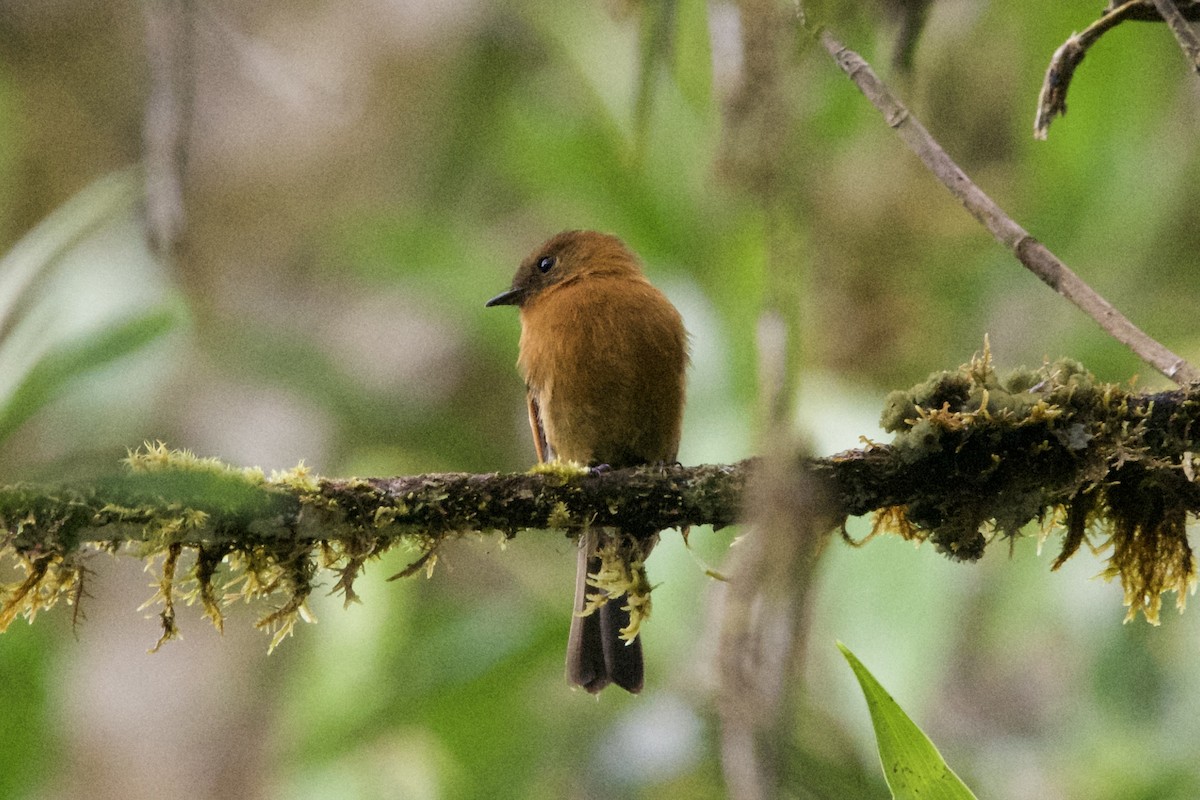 Cinnamon Flycatcher - Jhonny Aldaz