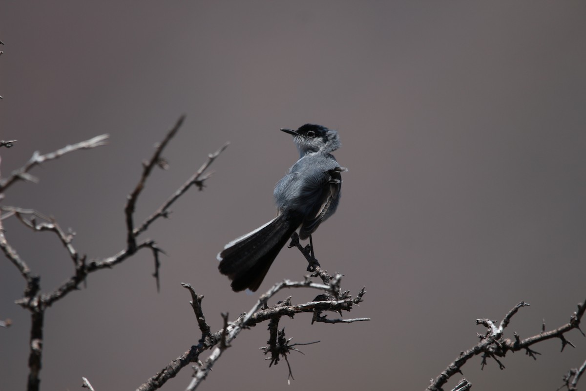 Black-tailed Gnatcatcher - ML619459215