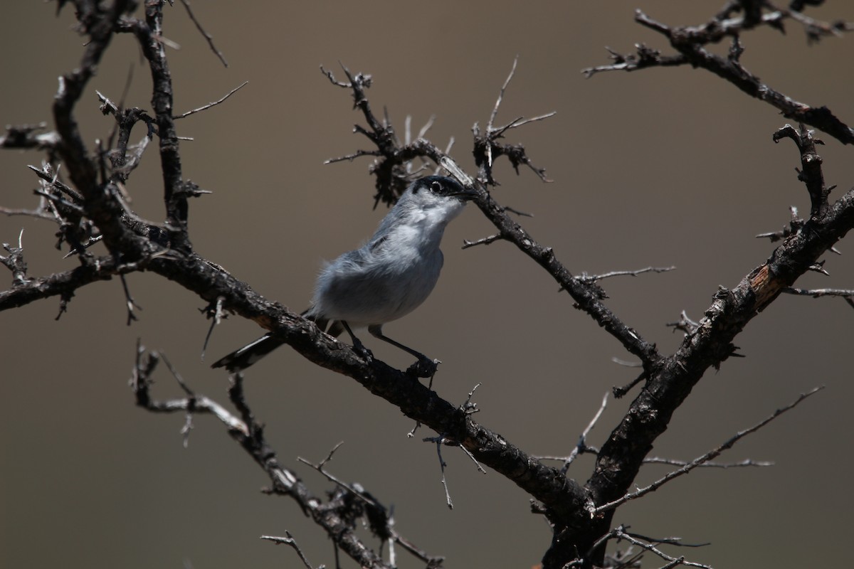 Black-tailed Gnatcatcher - Jesse Pline