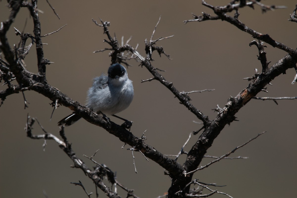 Black-tailed Gnatcatcher - ML619459230