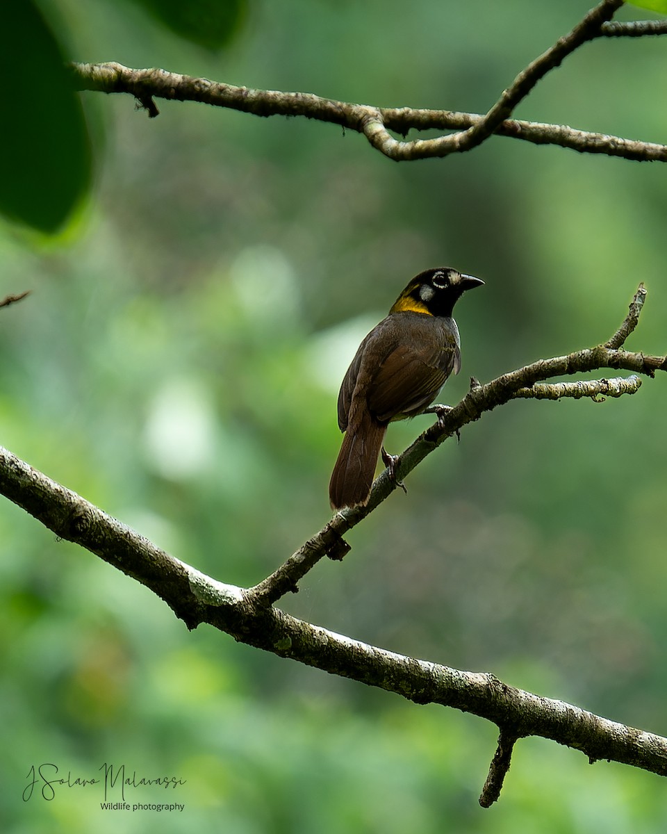 White-eared Ground-Sparrow - ML619459235