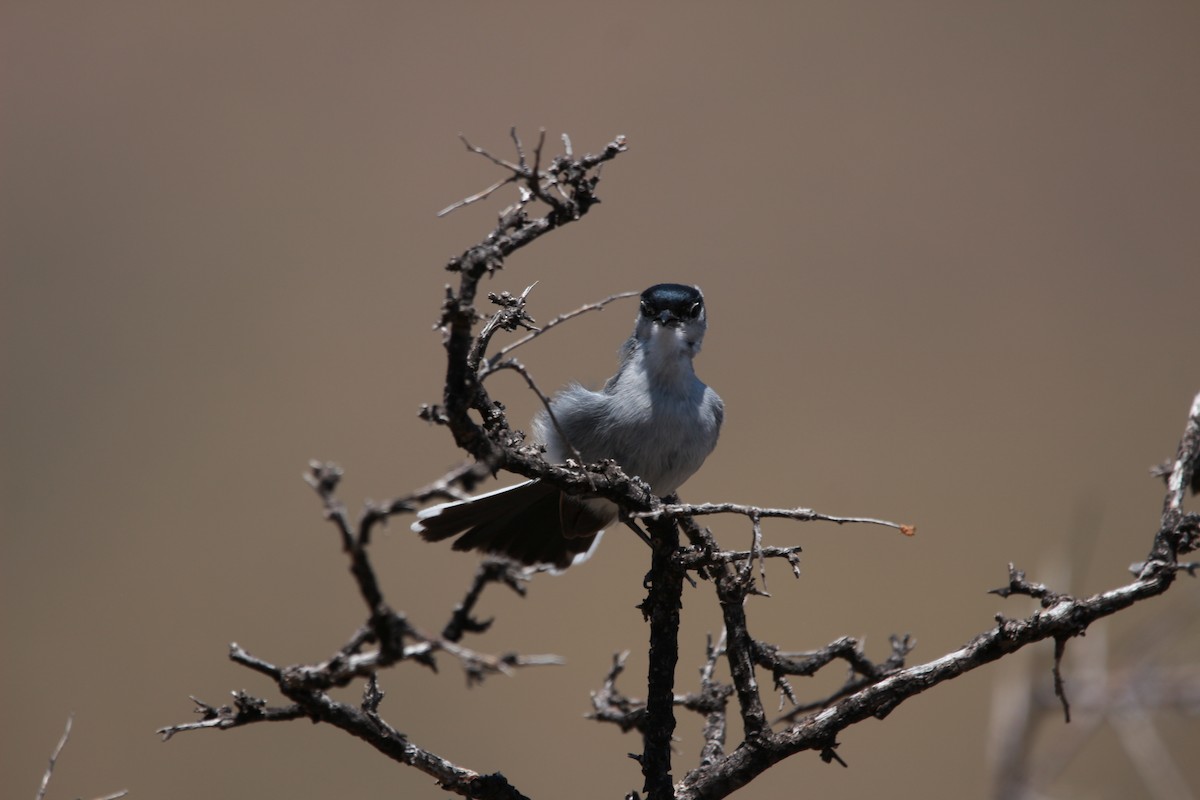 Black-tailed Gnatcatcher - Jesse Pline