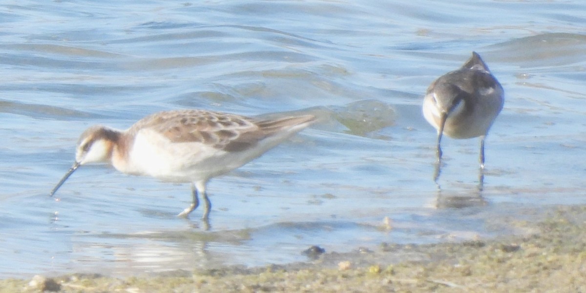 Wilson's Phalarope - Michael I Christie