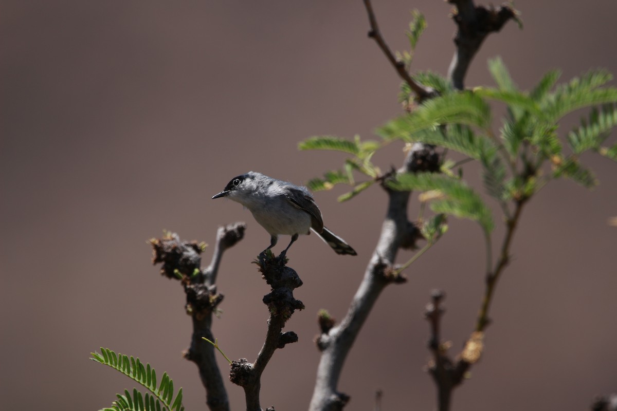 Black-tailed Gnatcatcher - Jesse Pline