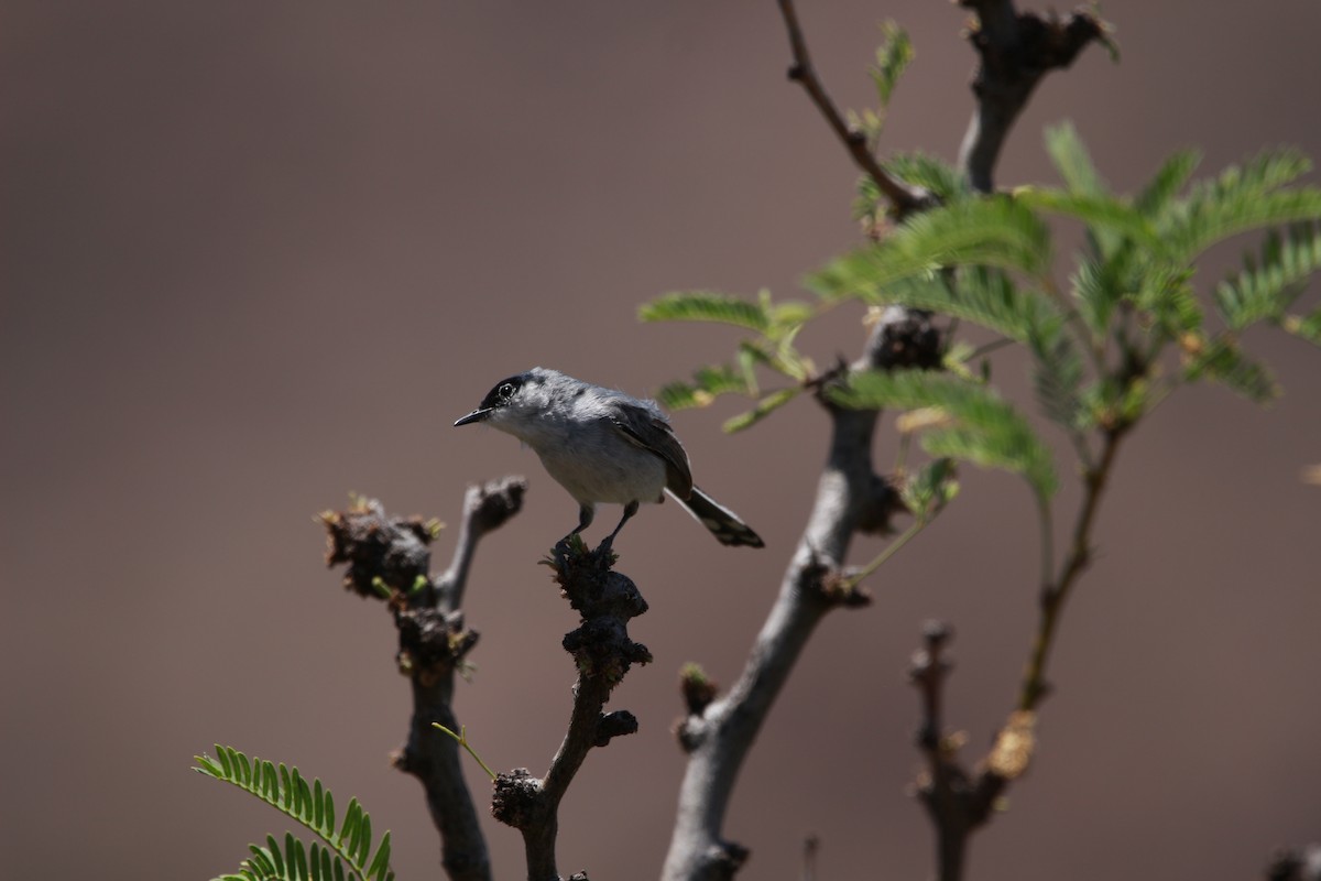 Black-tailed Gnatcatcher - ML619459246