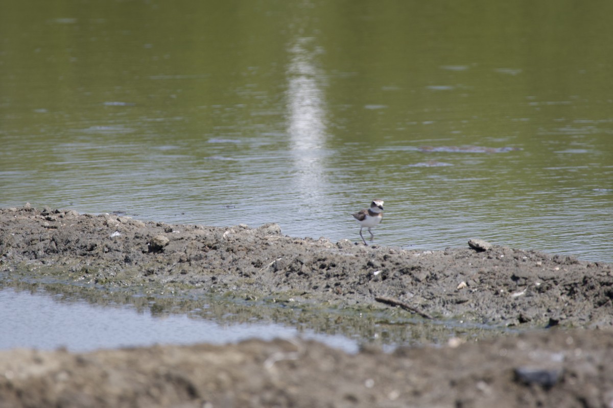 Wilson's Plover - allie bluestein