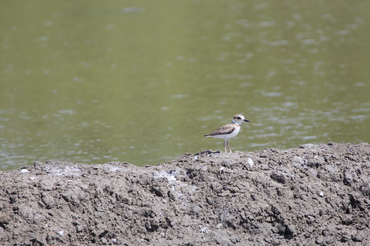 Wilson's Plover - allie bluestein