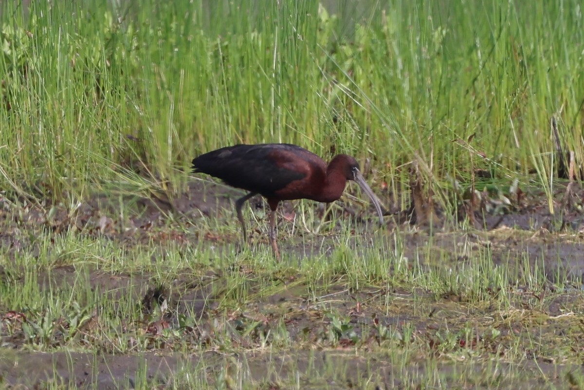 Glossy Ibis - Brad Carlson