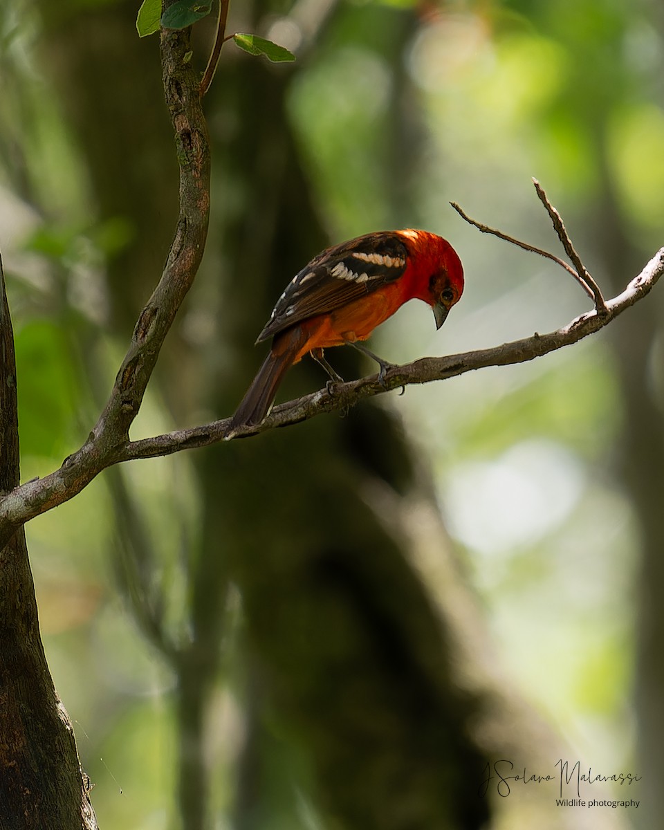 Flame-colored Tanager - Javier Solano Malavassi