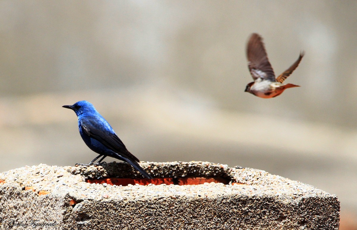 Blue Rock-Thrush - Carlos Figueiredo