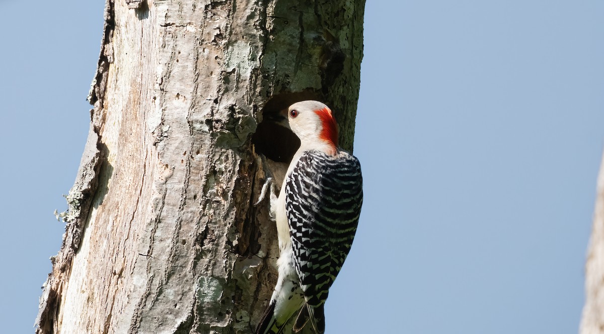 Red-bellied Woodpecker - P Carl