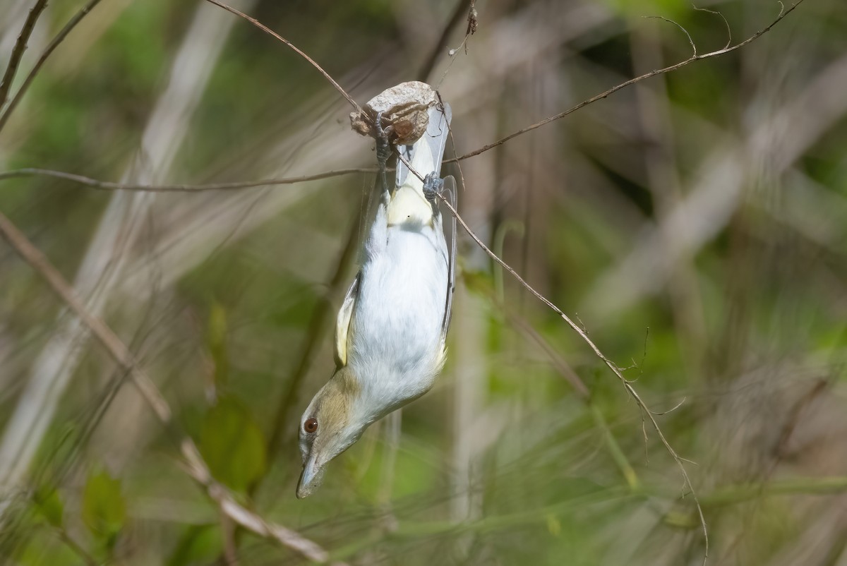 Red-eyed Vireo - P Carl