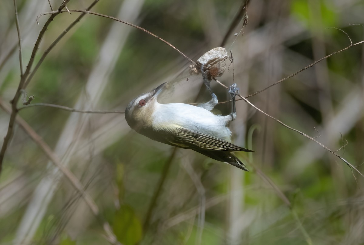 Red-eyed Vireo - P Carl