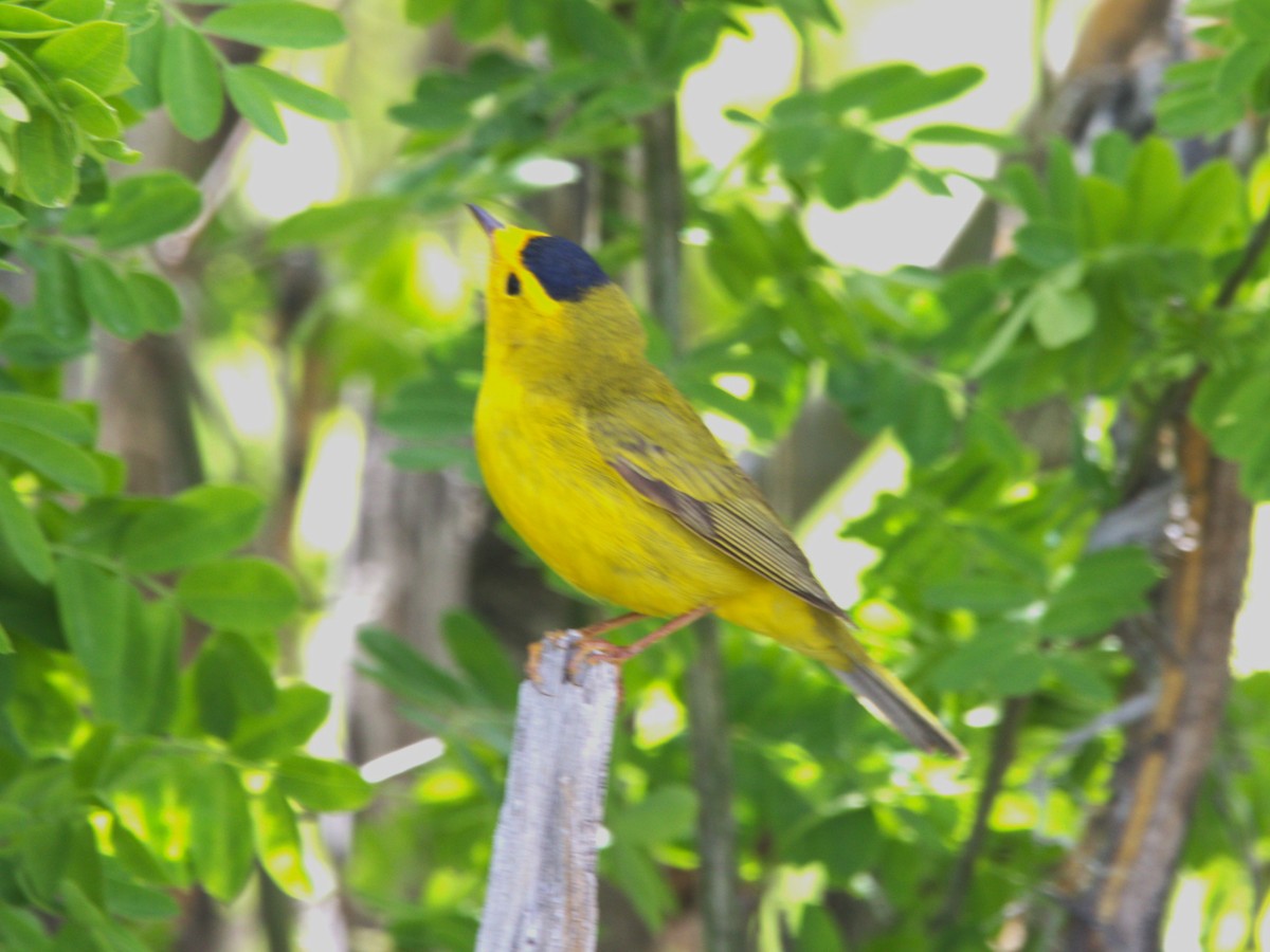 Wilson's Warbler - Robert n Cynthia Danielson