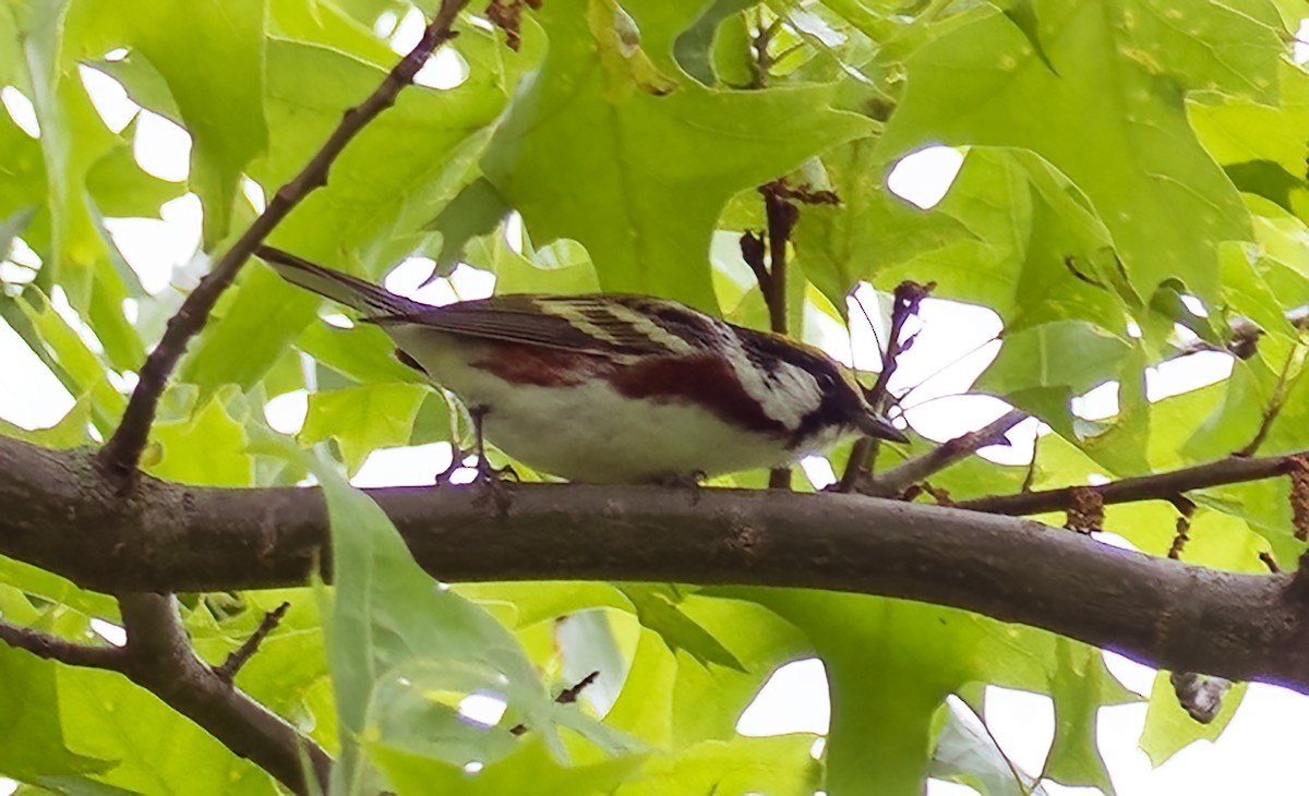 Chestnut-sided Warbler - Kathleen Keef