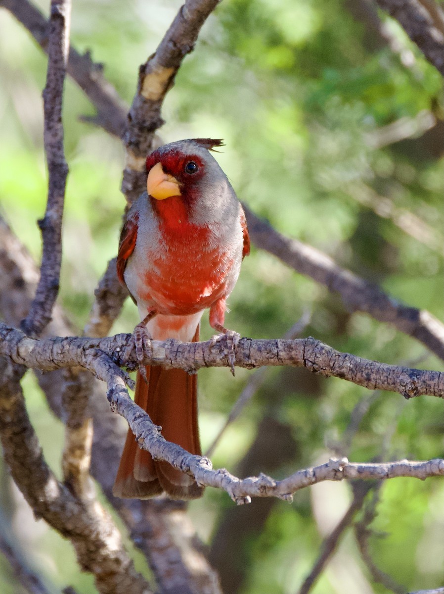 Pyrrhuloxia - Pauline Yeckley