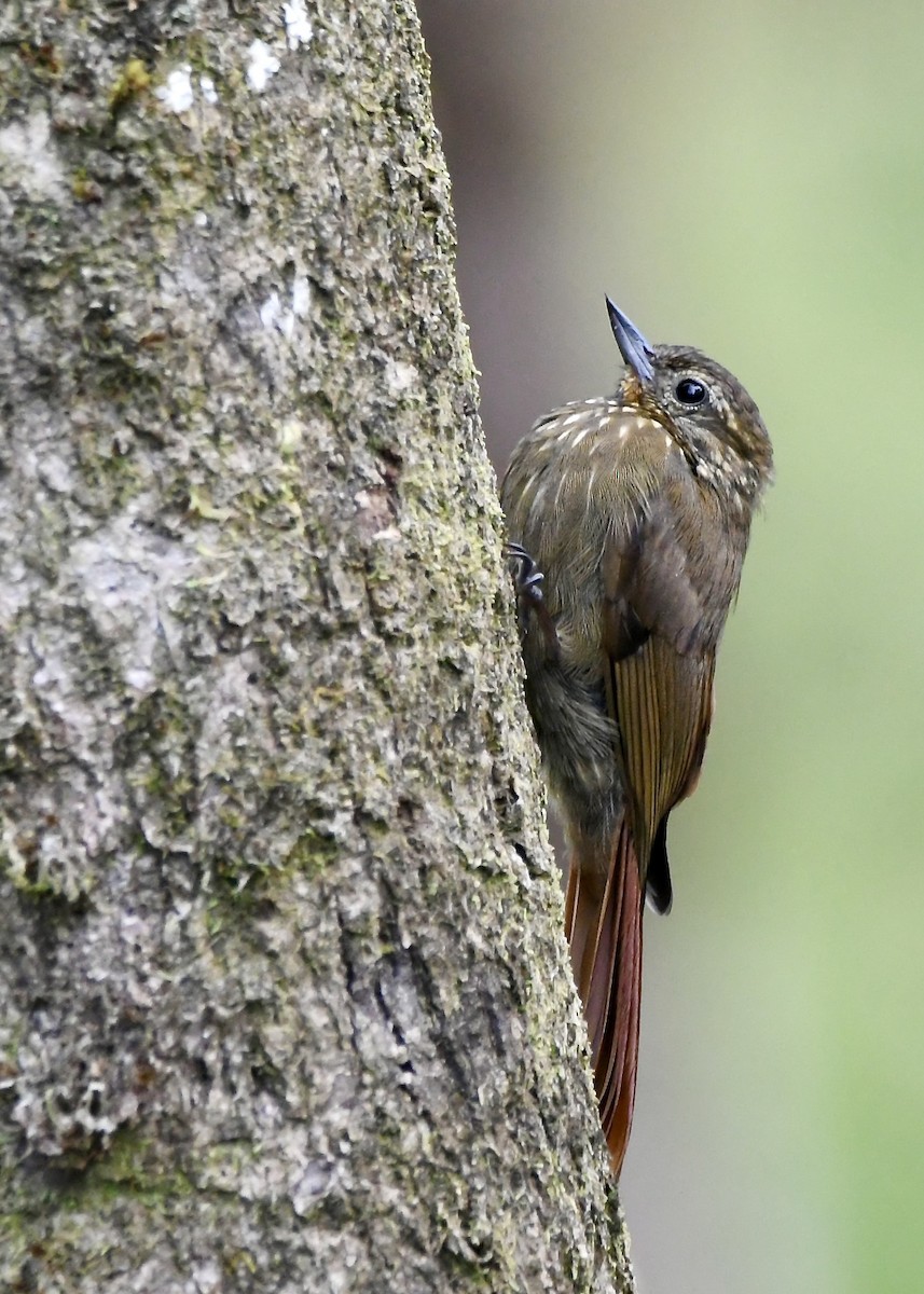 Wedge-billed Woodcreeper - mark perry