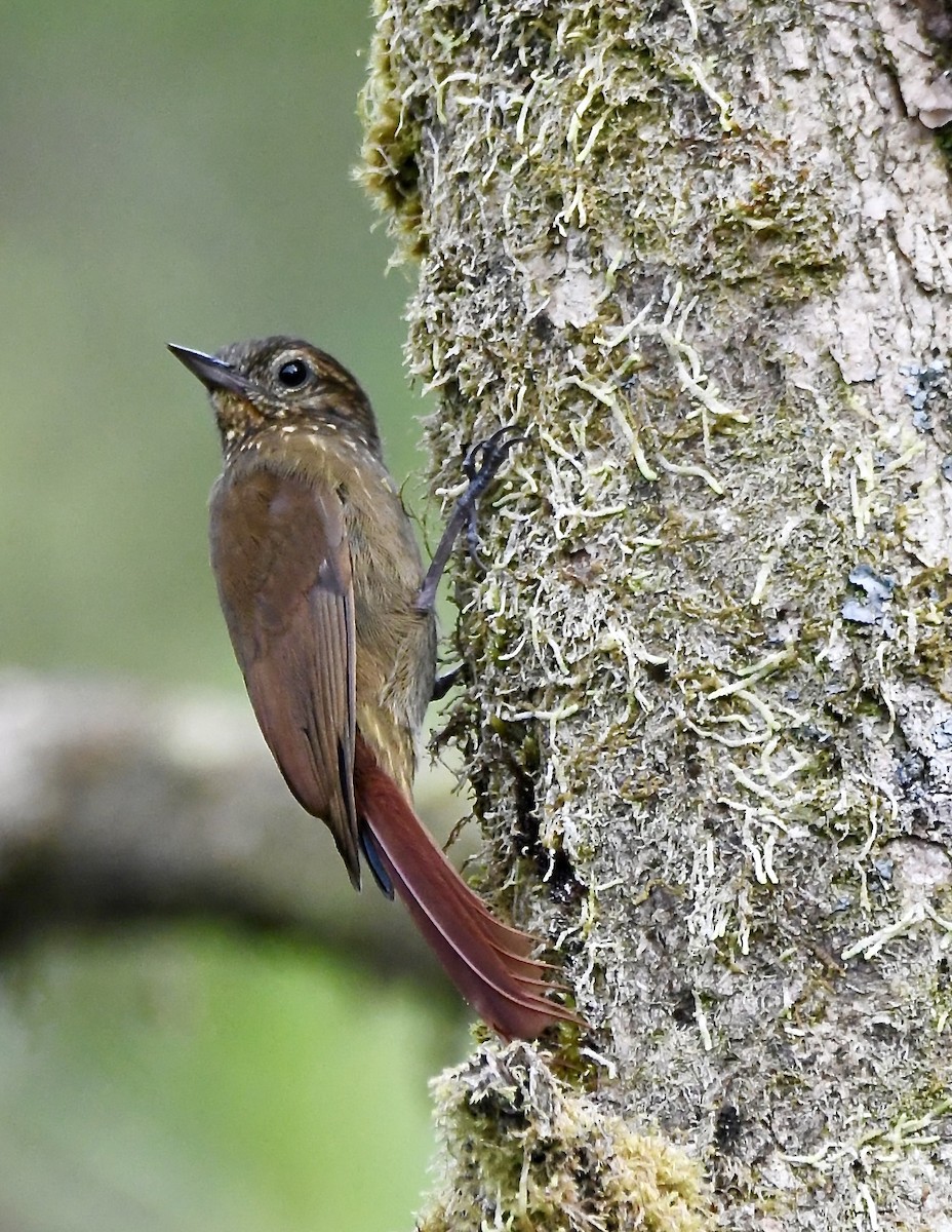 Wedge-billed Woodcreeper - mark perry