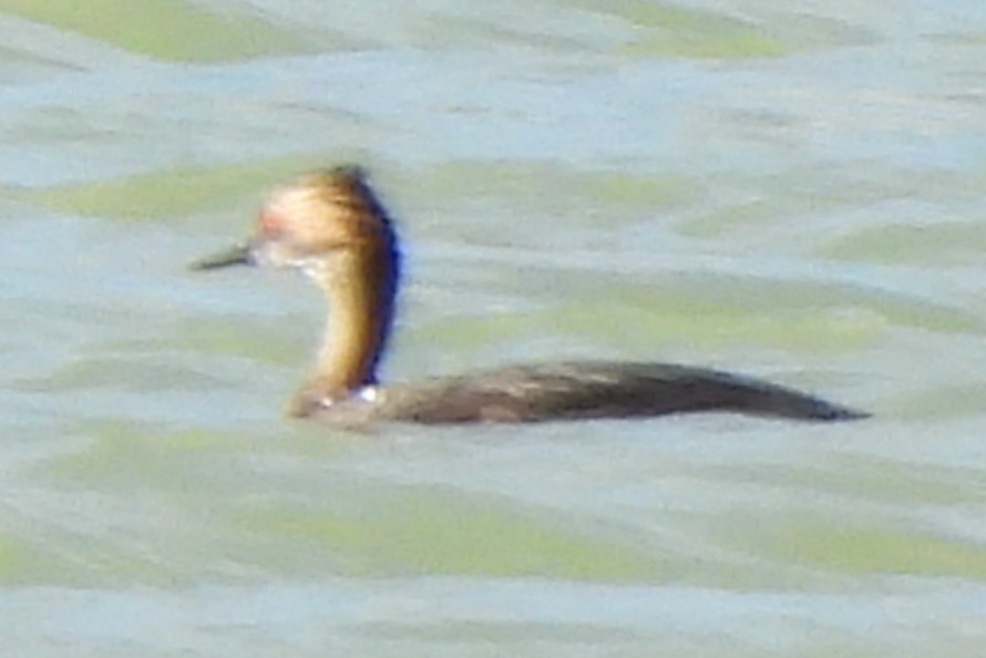 Eared Grebe - ML619459327