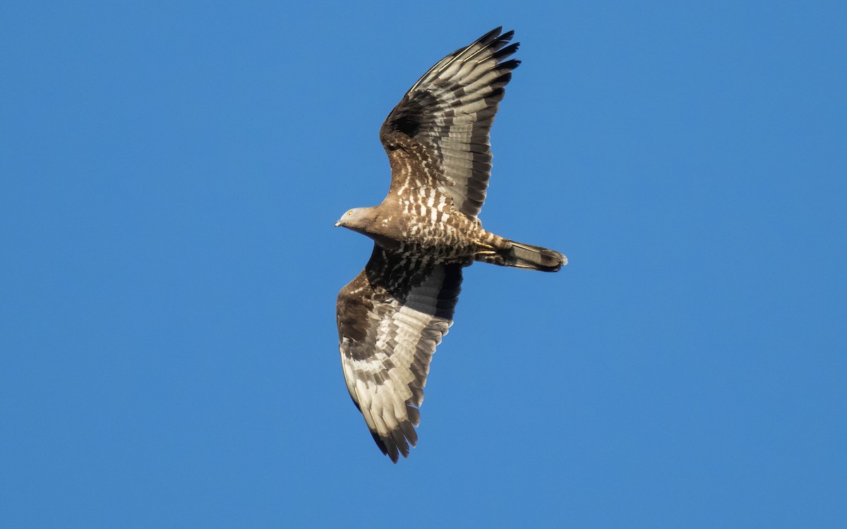 European Honey-buzzard - Andrés  Rojas Sánchez