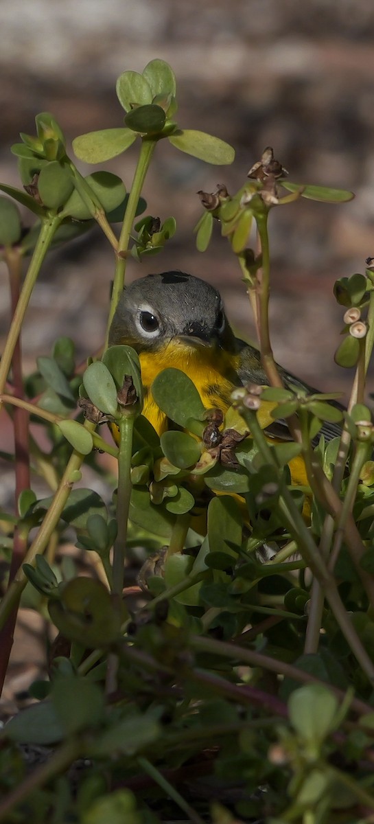 Magnolia Warbler - Roger Horn