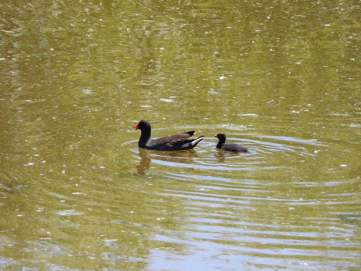 Common Gallinule - Steve Houston