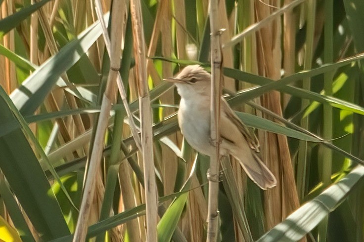 Common Reed Warbler - A W