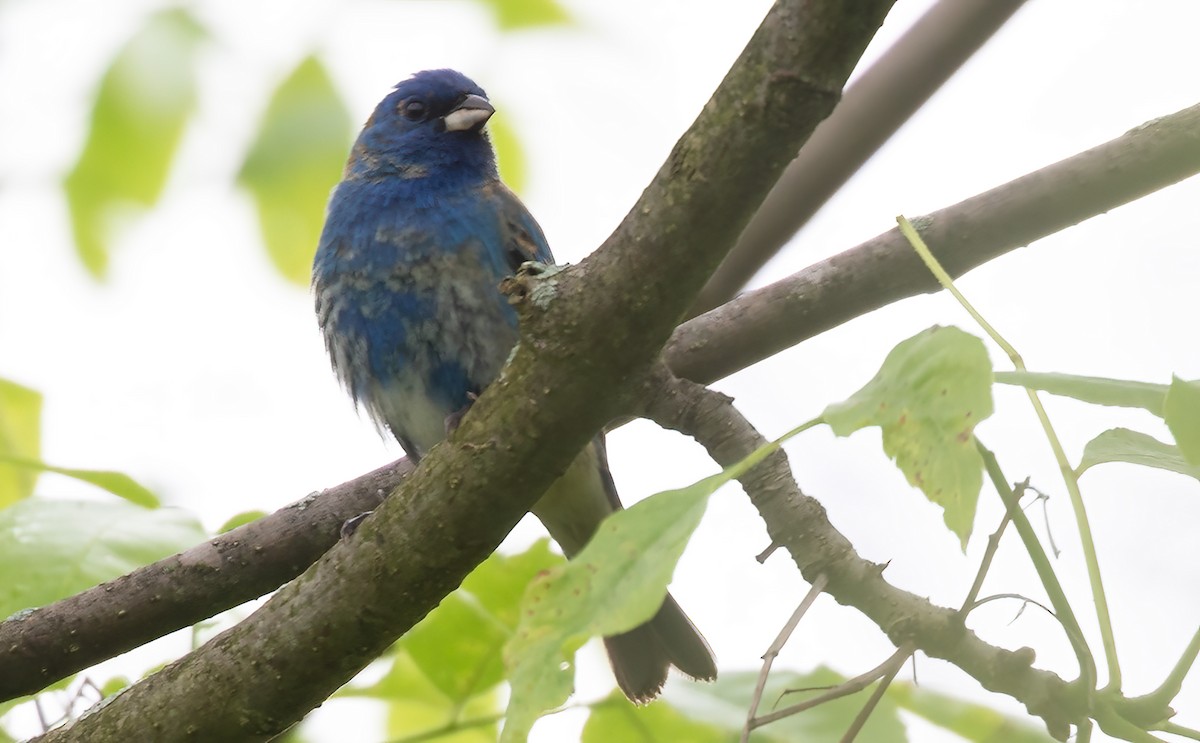 Indigo Bunting - Kathleen Keef