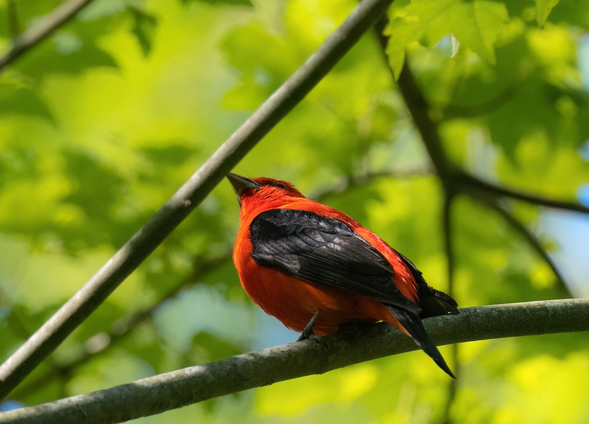 Scarlet Tanager - P Carl