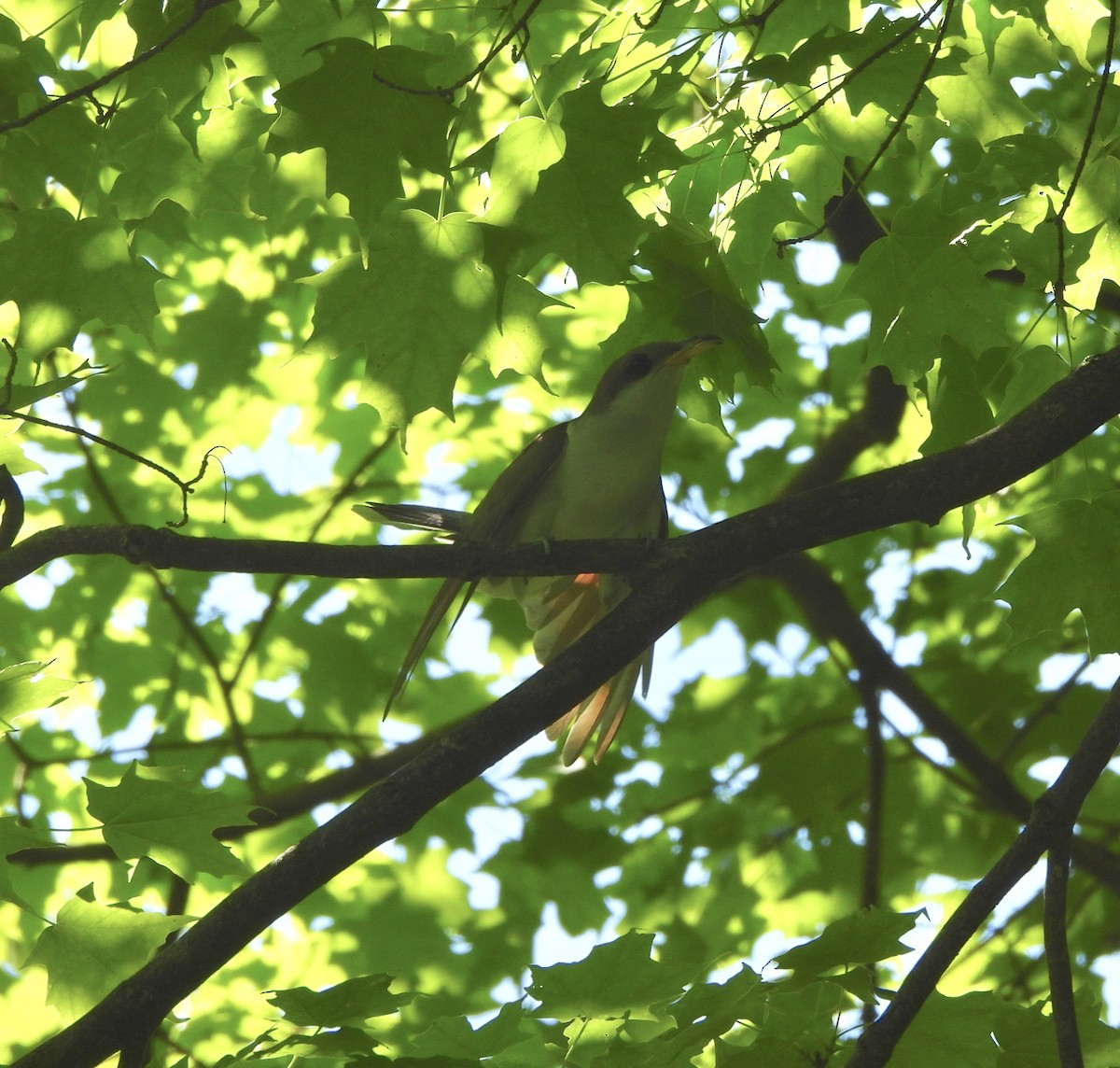 Yellow-billed Cuckoo - Cassie Luke