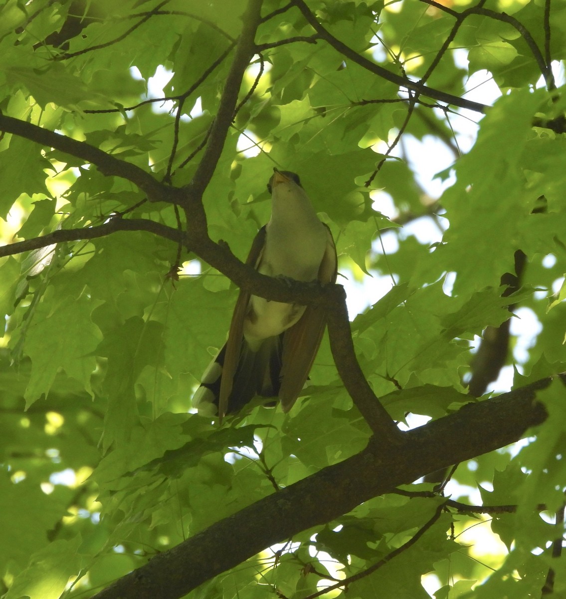 Yellow-billed Cuckoo - Cassie Luke