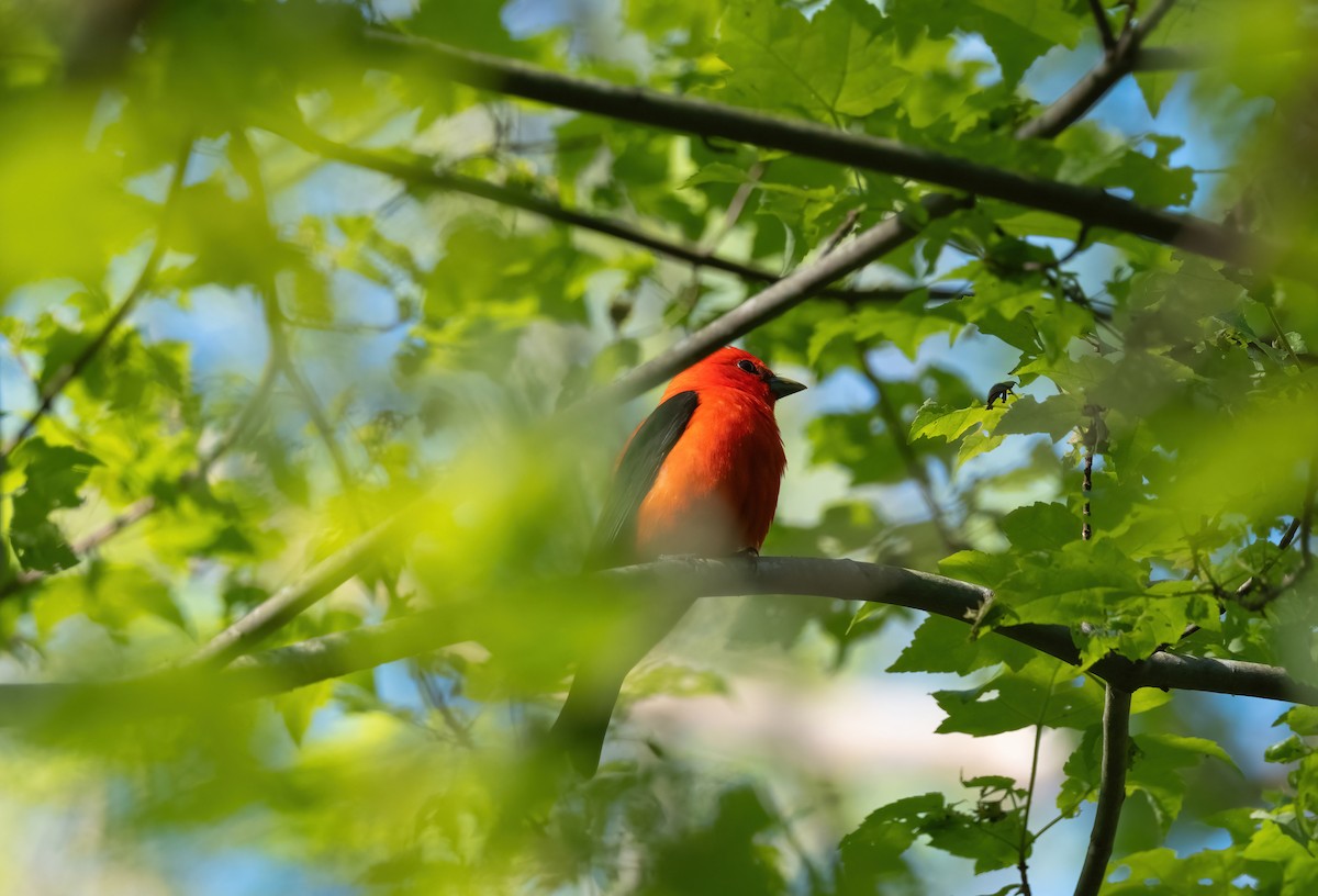 Scarlet Tanager - P Carl