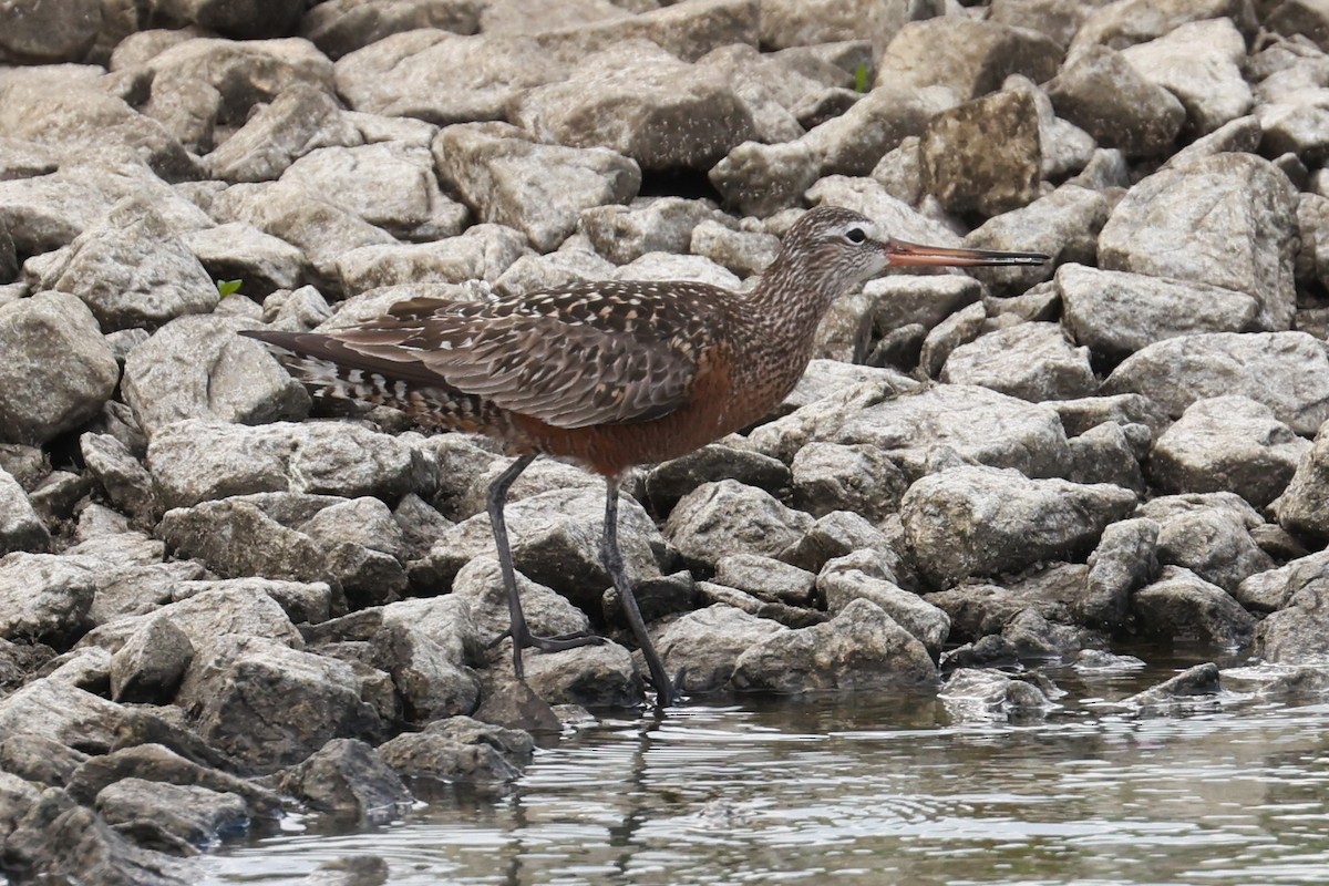 Hudsonian Godwit - ML619459349