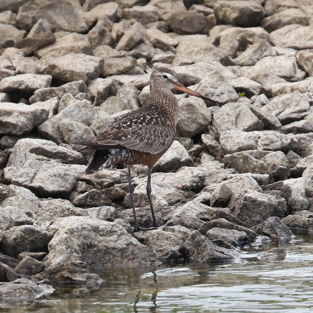 Hudsonian Godwit - ML619459350