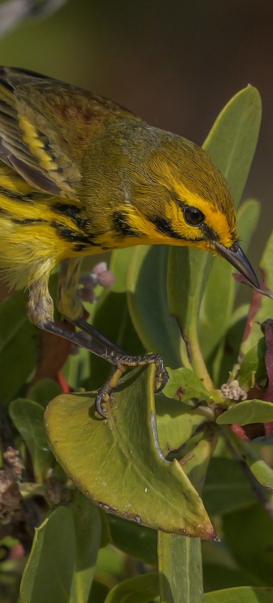 Prairie Warbler - Roger Horn