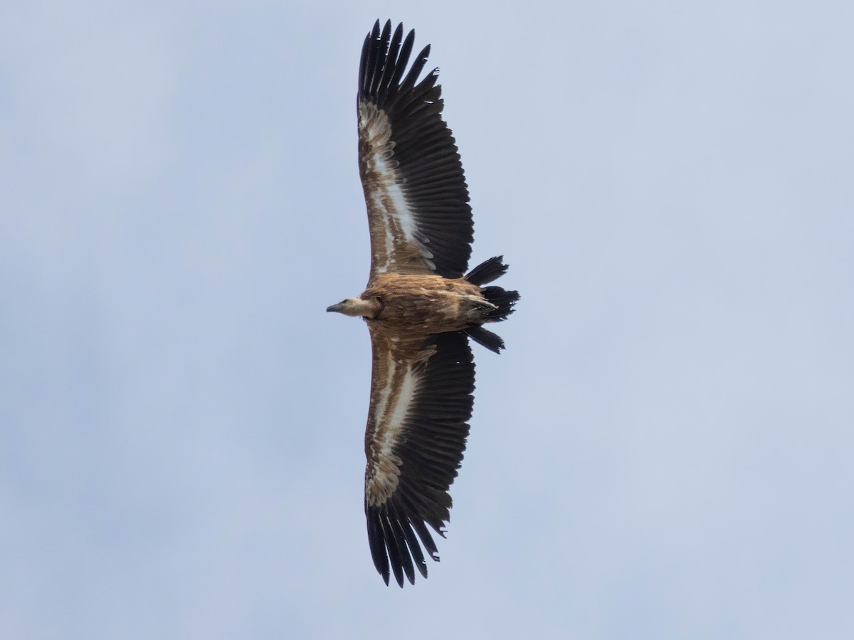 Eurasian Griffon - Andrés  Rojas Sánchez