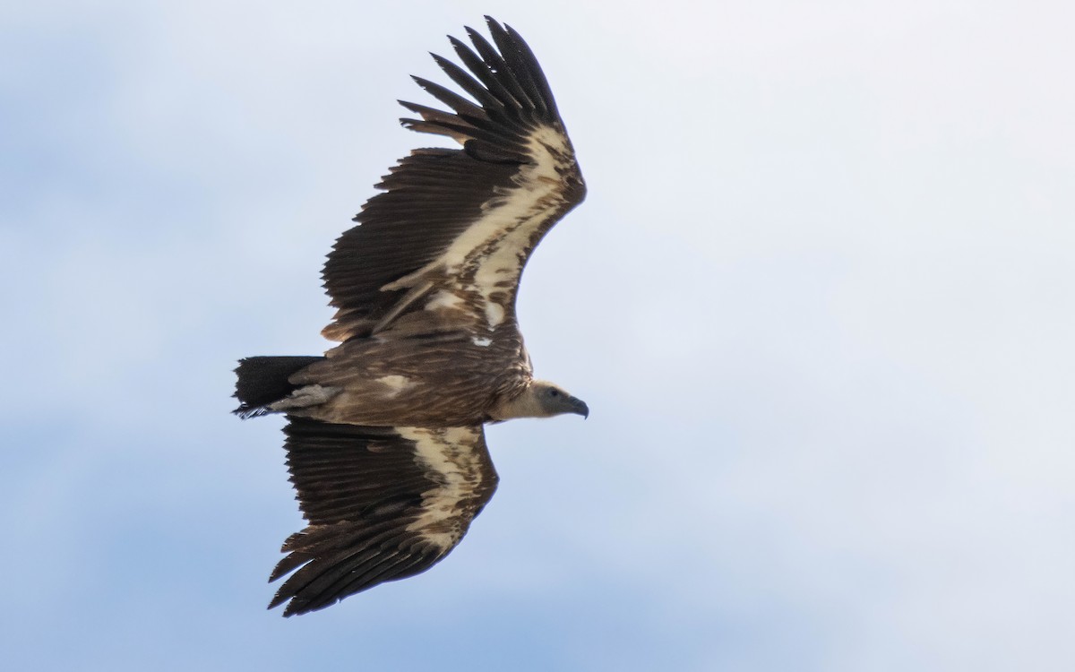 Eurasian Griffon - Andrés  Rojas Sánchez