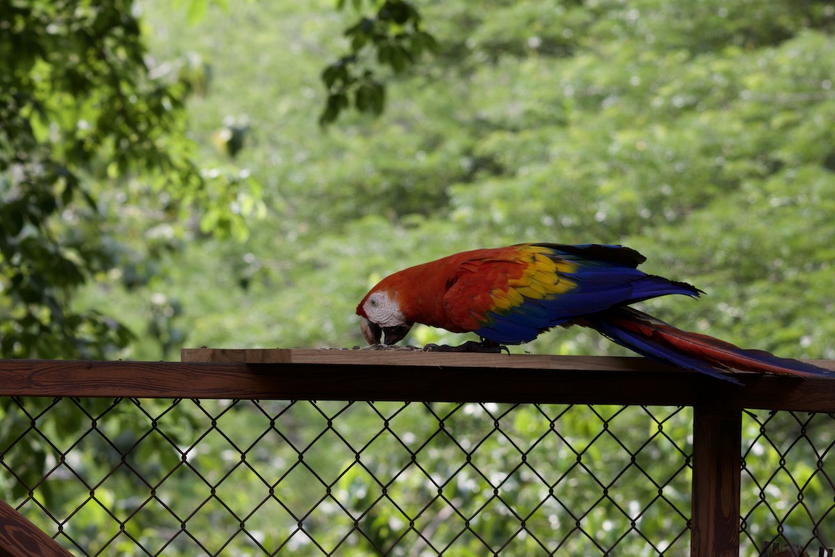 Scarlet Macaw - allie bluestein