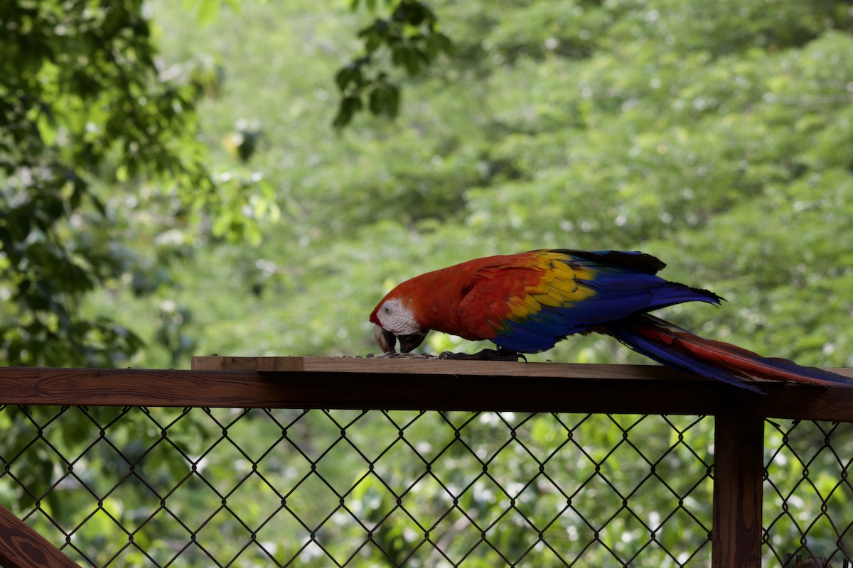 Scarlet Macaw - allie bluestein