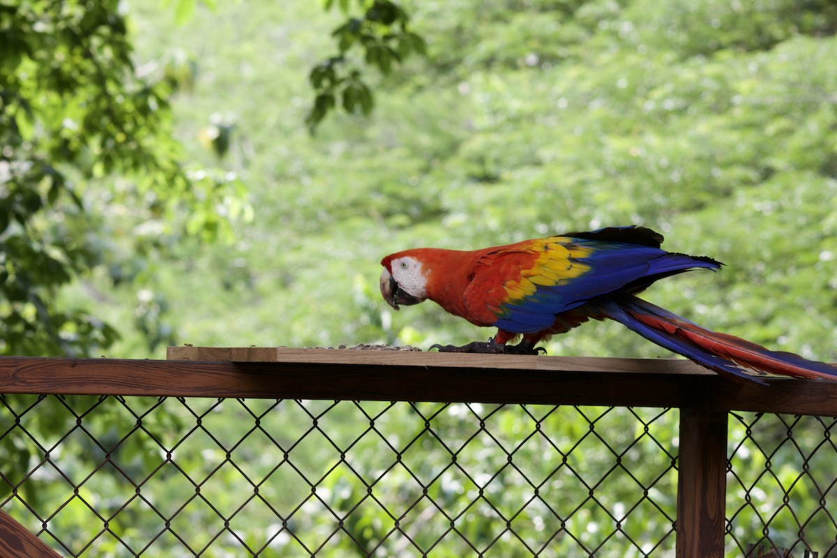 Scarlet Macaw - allie bluestein