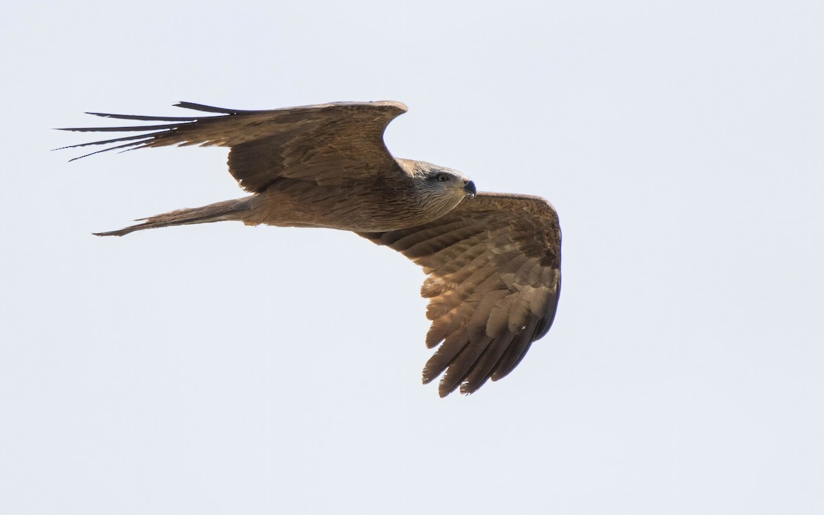 Black Kite - Andrés  Rojas Sánchez