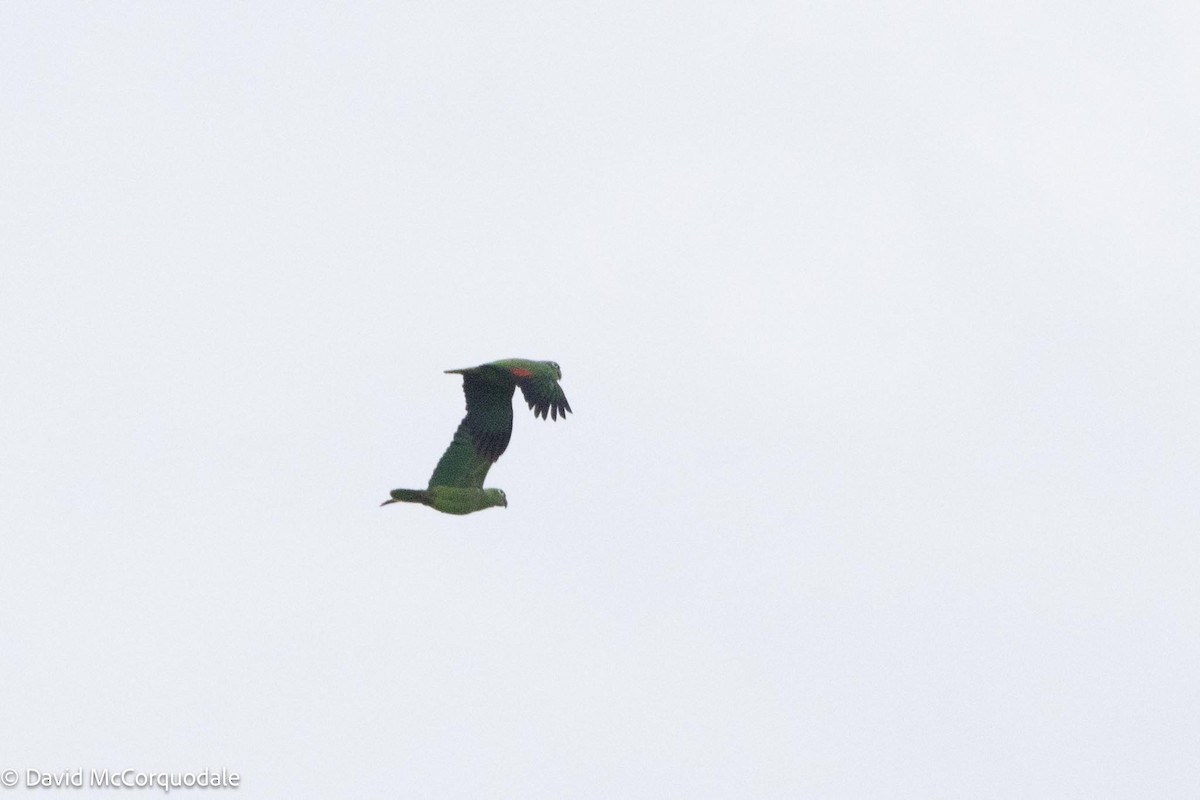 Red-lored Parrot - David McCorquodale