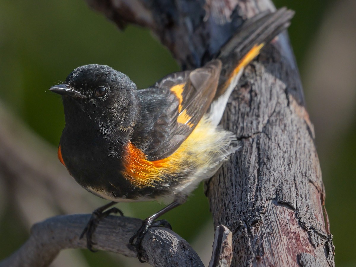 American Redstart - Roger Horn